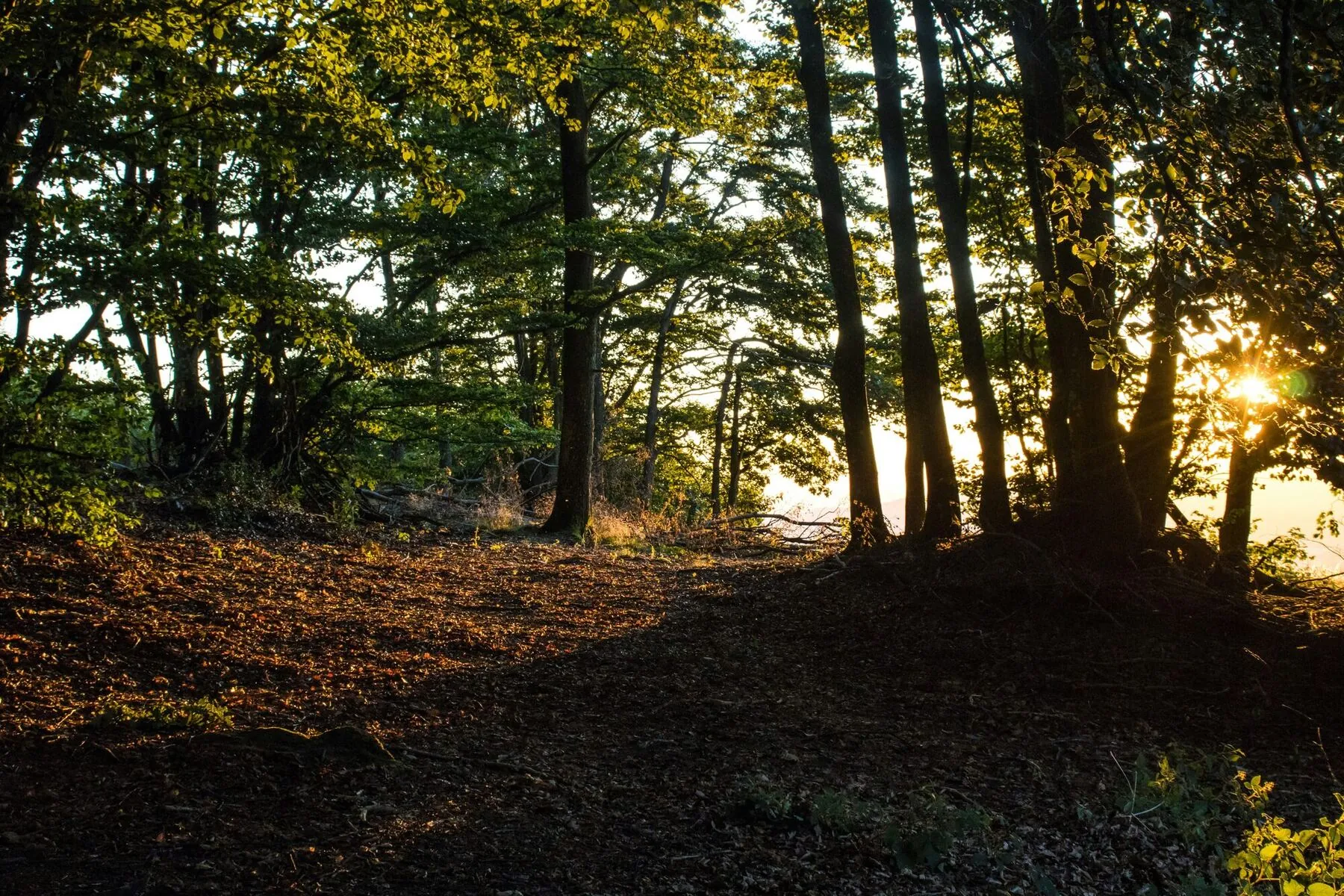 Zonlicht door bomen in een bos