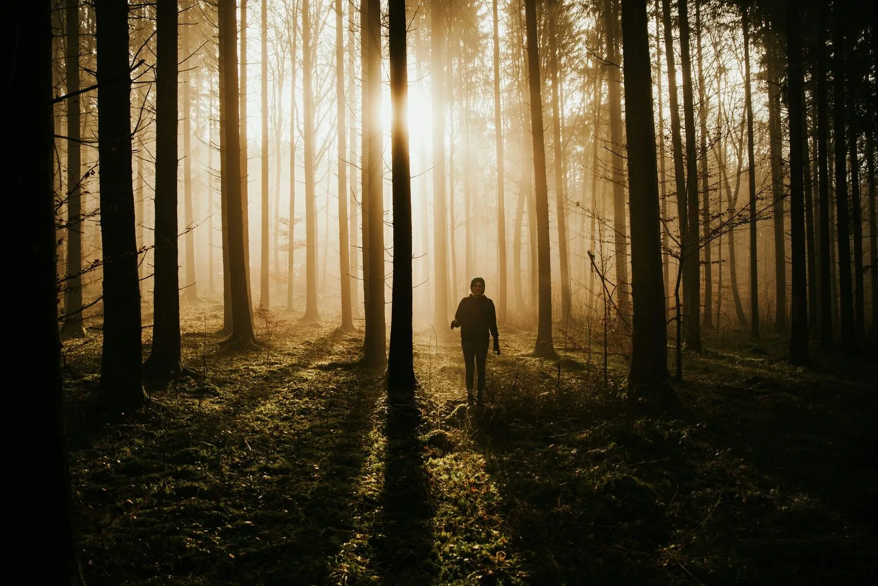 Silhouet van een persoon in een bos met de zon erdoor